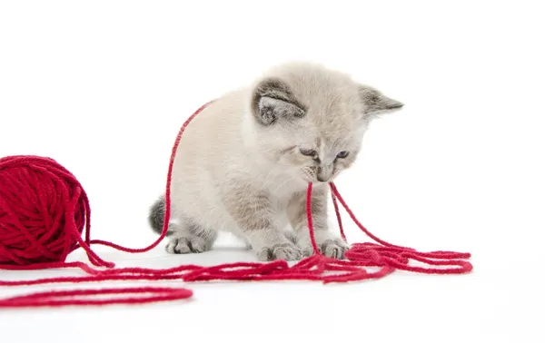 Cute kitten and red yarn — Stock Photo, Image