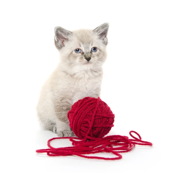 Симпатичный котёнок и красная пряжа — стоковое фото