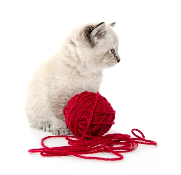 Cute kitten and red yarn — Stock Photo, Image