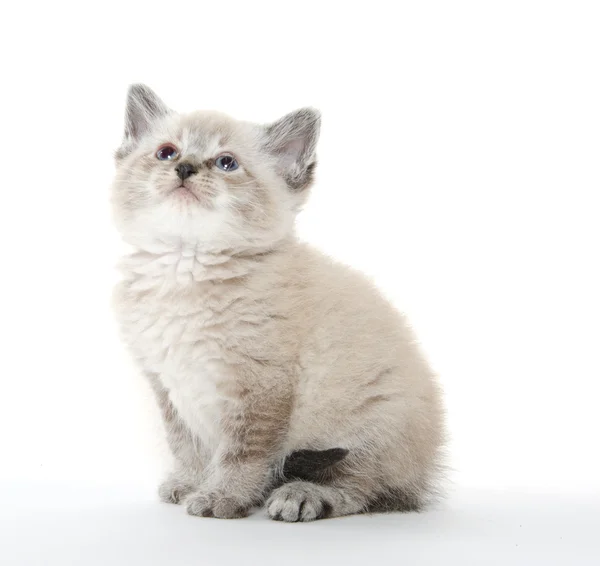 白地にかわいい子猫 — ストック写真