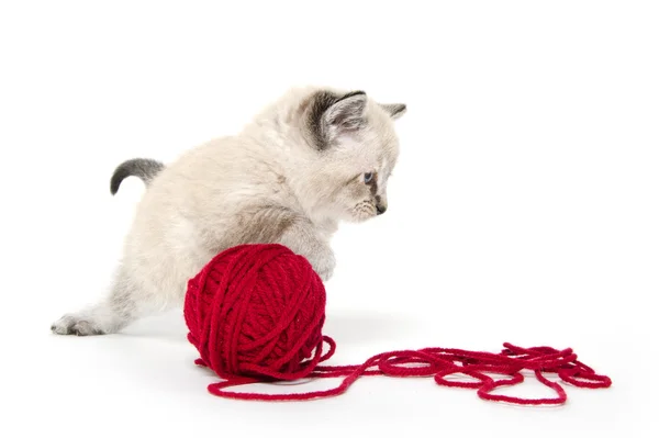 Cute kitten and red yarn — Stock Photo, Image