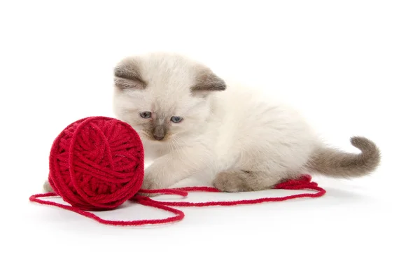 Милый котенок играет с красной пряжей — стоковое фото