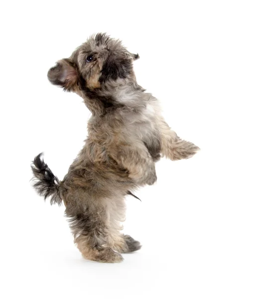 Shih tzu puppy begging — Stock Photo, Image