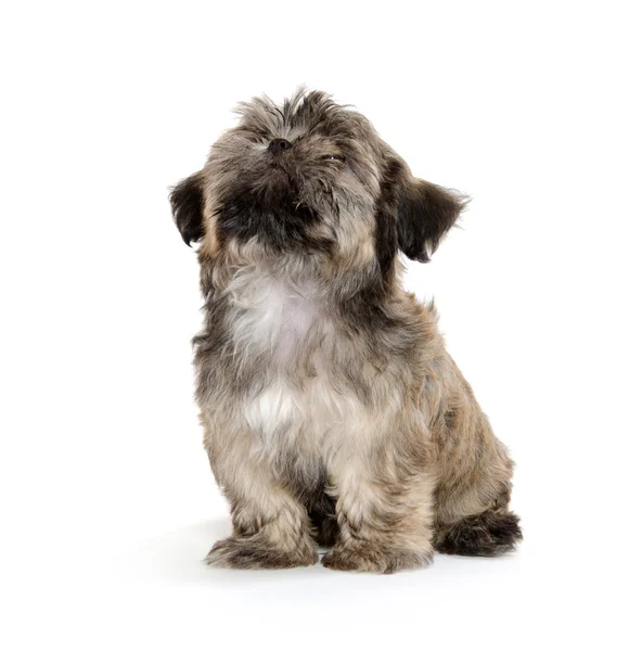 Shih tzu puppy begging — Stock Photo, Image
