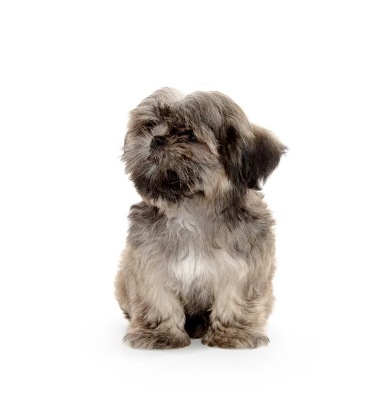 Shih tzu filhote implorando — Fotografia de Stock