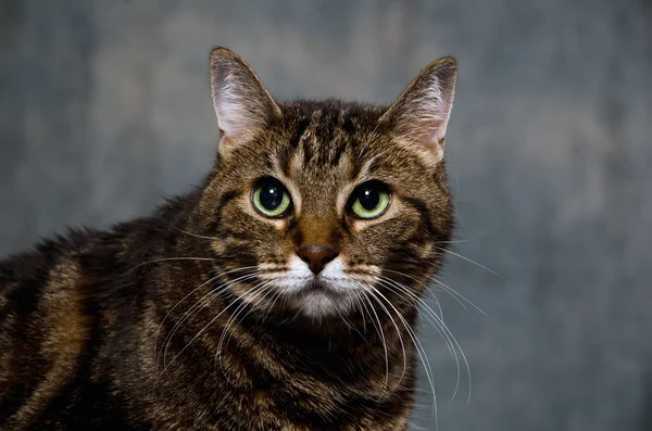 Adult tabby cat — Stock Photo, Image