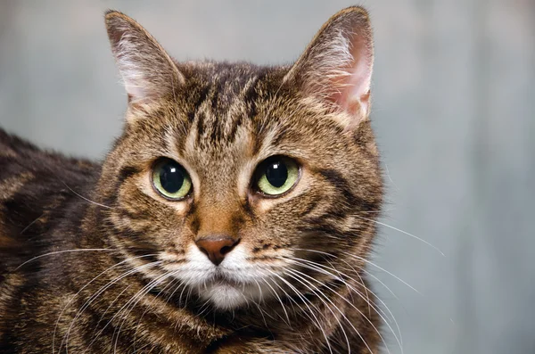 Adult tabby cat — Stock Photo, Image