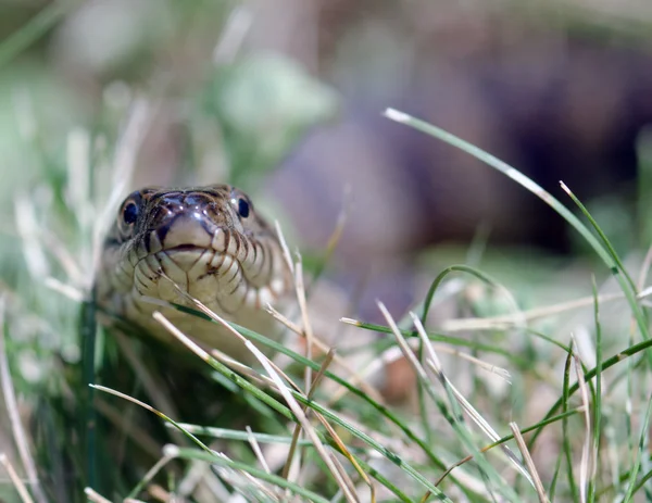 Nerodia sipedon — Stockfoto