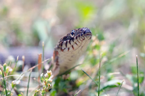 Severní vodní had — Stock fotografie