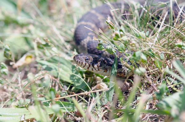 Northern water snake — Stock Photo, Image