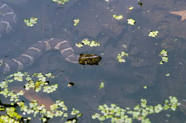 Northern water snake — Stock Photo, Image