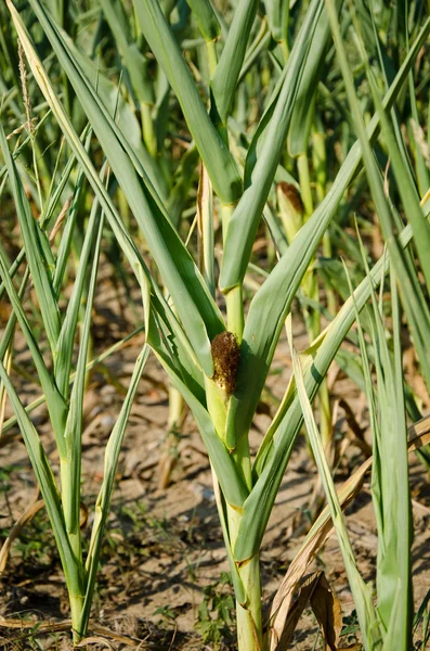 Drought damaged corn — Stock Photo, Image