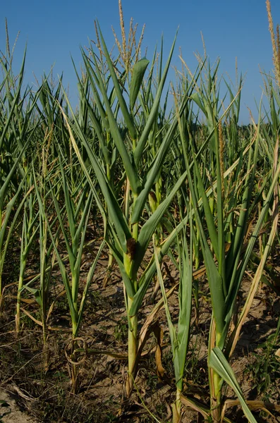 Drought damaged corn — Stock Photo, Image