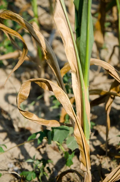 Drought damaged corn — Stock Photo, Image