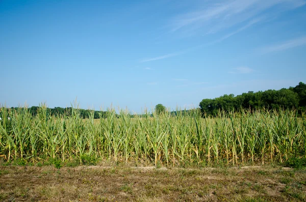Drought damaged corn — Stock Photo, Image