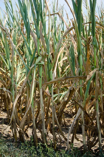 Dürre beschädigte Mais — Stockfoto