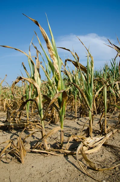 Drought damaged corn — Stock Photo, Image