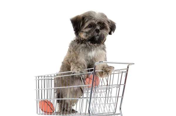 Shih tzu puppy in shopping card — Stock Photo, Image