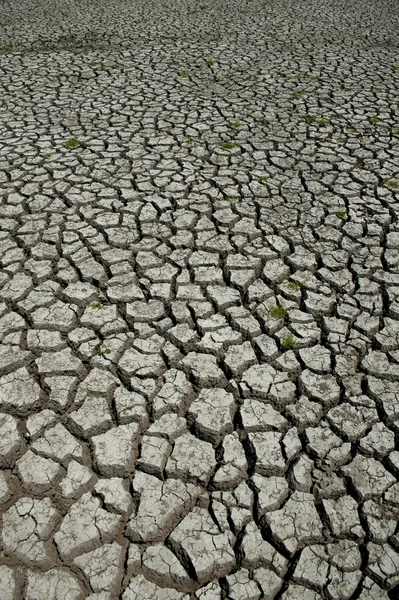 湿地旱灾损失 — 图库照片