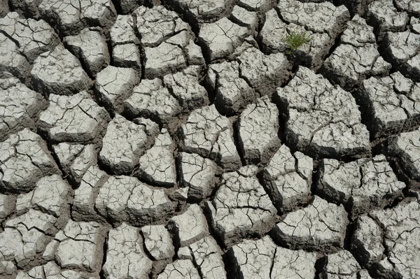 Zone umide danneggiate dalla siccità — Foto Stock