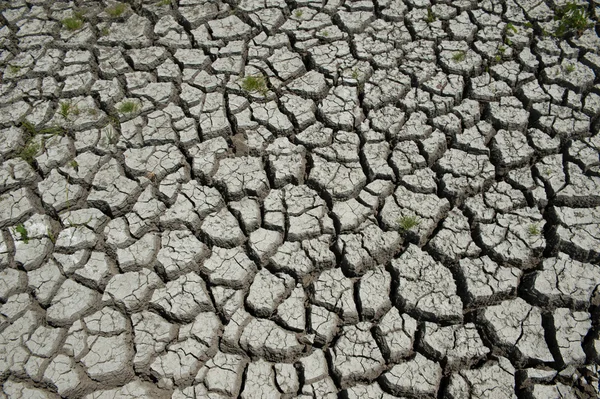 Zones humides endommagées par la sécheresse — Photo