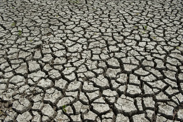 Zones humides endommagées par la sécheresse — Photo