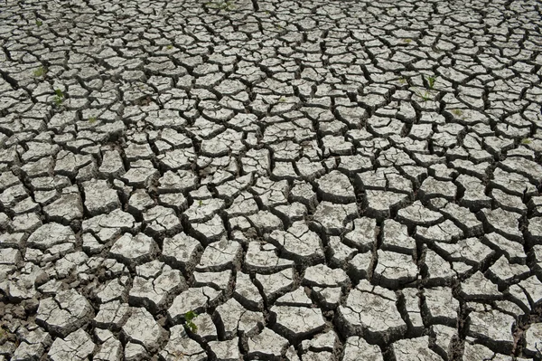 Wetland beschadigd door droogte — Stockfoto