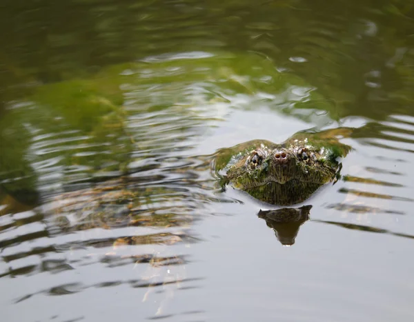 Common snapping turtle — Stock Photo, Image