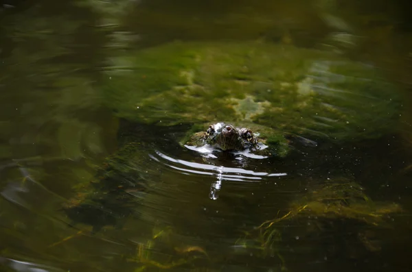 Common snapping turtle — Stock Photo, Image