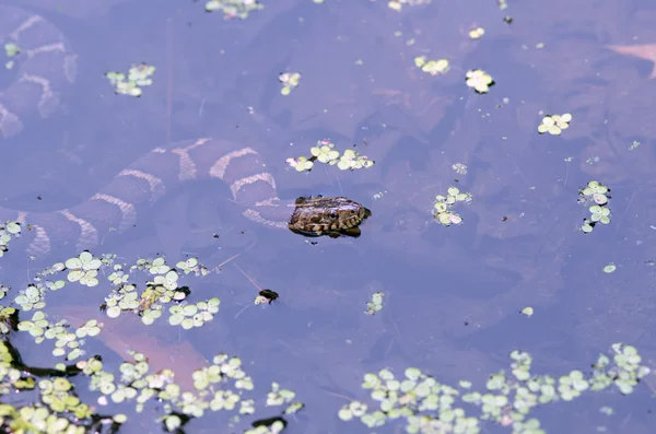 Northern water snake — Stock Photo, Image