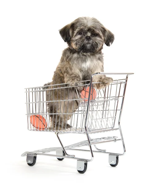 Shih tzu cucciolo in shopping card — Foto Stock