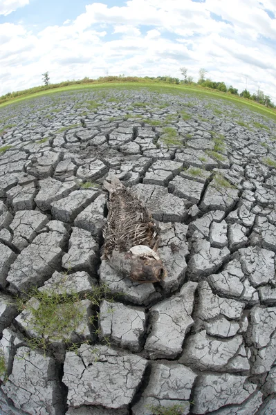 Poissons morts sur les zones humides sèches — Photo