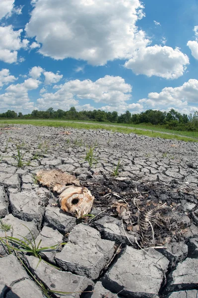 Poissons morts sur les zones humides sèches — Photo