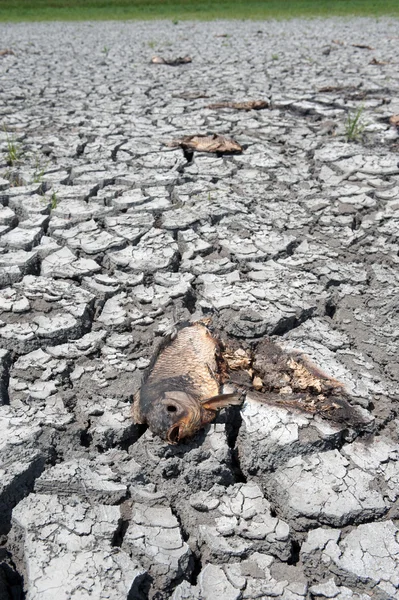 Мертвая рыба на сухих болотах — стоковое фото