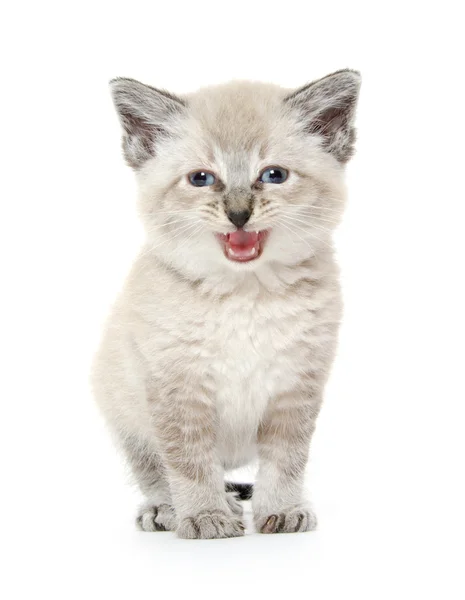 Cute kitten crying — Stock Photo, Image