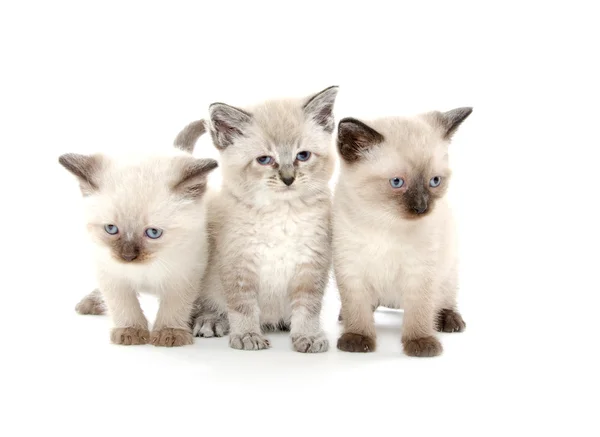 Три милых котенка на белом — стоковое фото