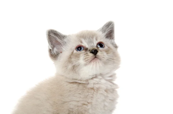 Roztomilé kotě sedící na bílém pozadí — Stock fotografie