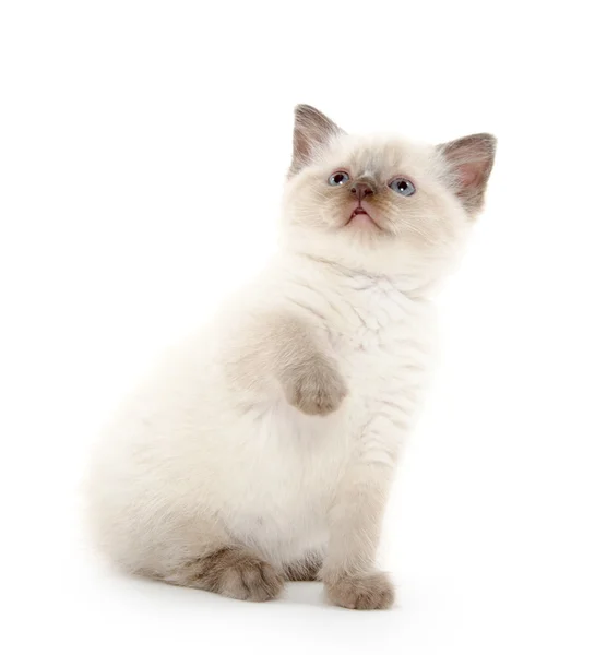 Lindo gatito jugando en blanco — Foto de Stock