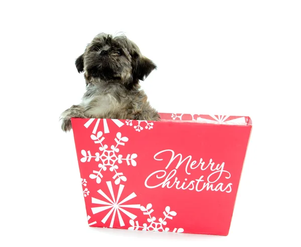 Shih Tzu cachorro en caja de Navidad — Foto de Stock