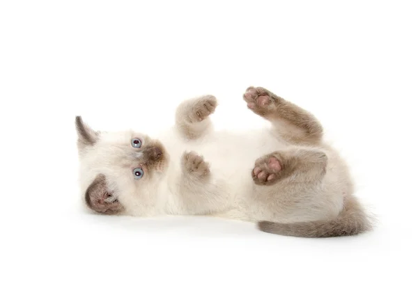 Leuk Katje vaststelling van — Stockfoto