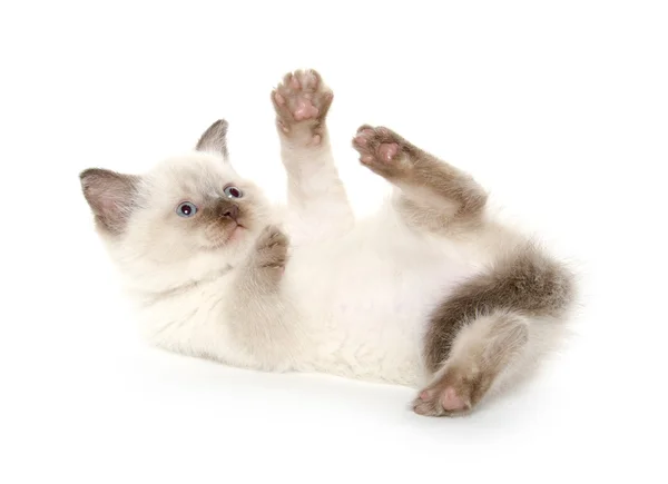 Aranyos cica megállapításáról — Stock Fotó