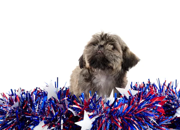 Shih Tzu and Fourth of July deocations Royalty Free Stock Photos