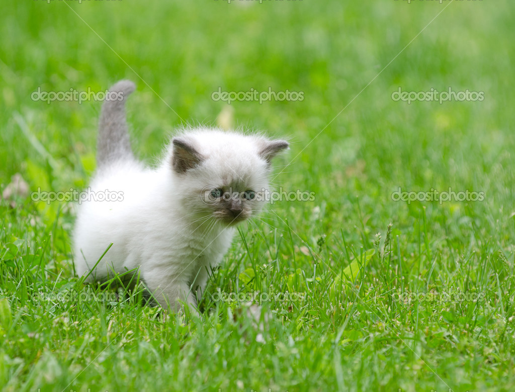 Baby Katzen Auf Gras