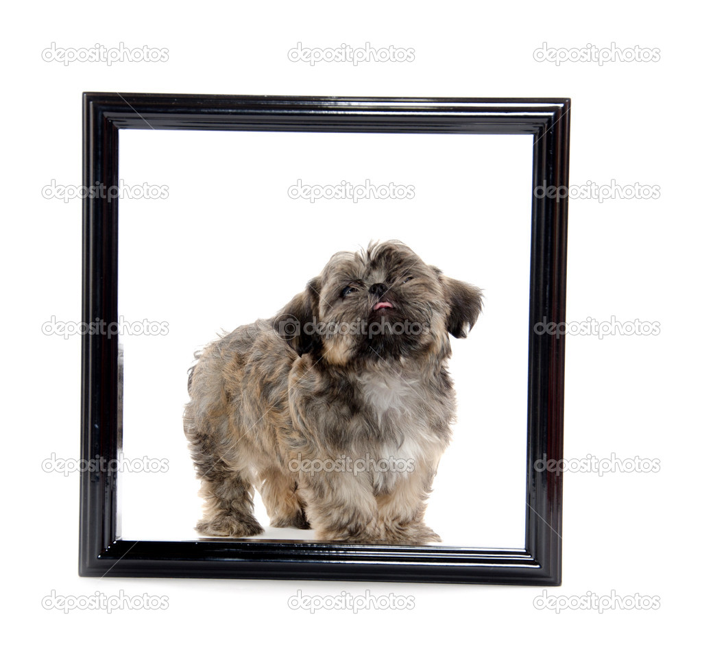 Shih Tzu Puppy In Picture Frame Stock Photo Eei Tony 12534316 Cute Shih Tzu Dog Inside Of A Picture Frame On White Background Photo By Eei Tony
