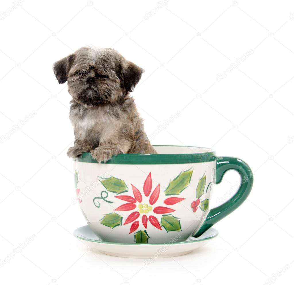 Puppy in teapot