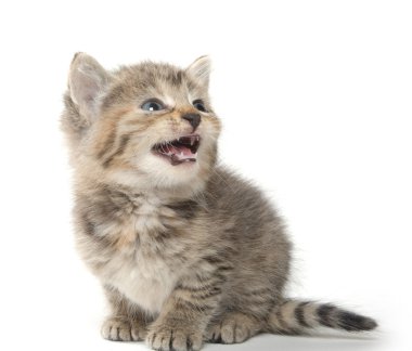 şirin tabby yavru kedi