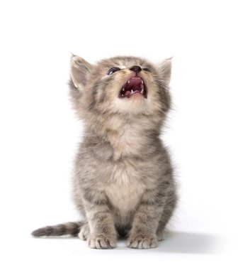 şirin tabby yavru kedi