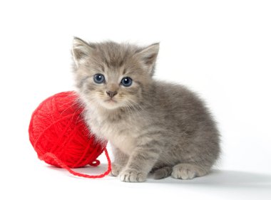 yavru kedi ve iplik