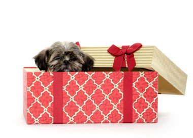 yavru köpek hediye kutusu