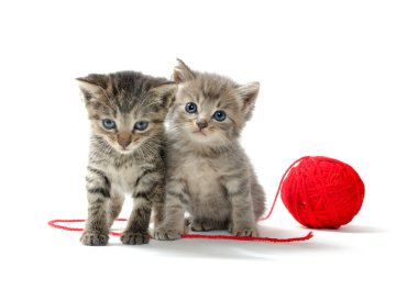 iki tabby yavru kedi ve iplik